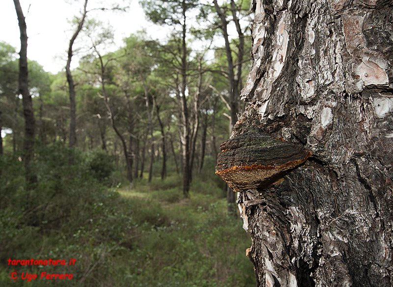 Foto funghi ed una richiesta